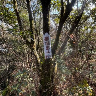木を見ると山頂標が！これはなかなかイイ！