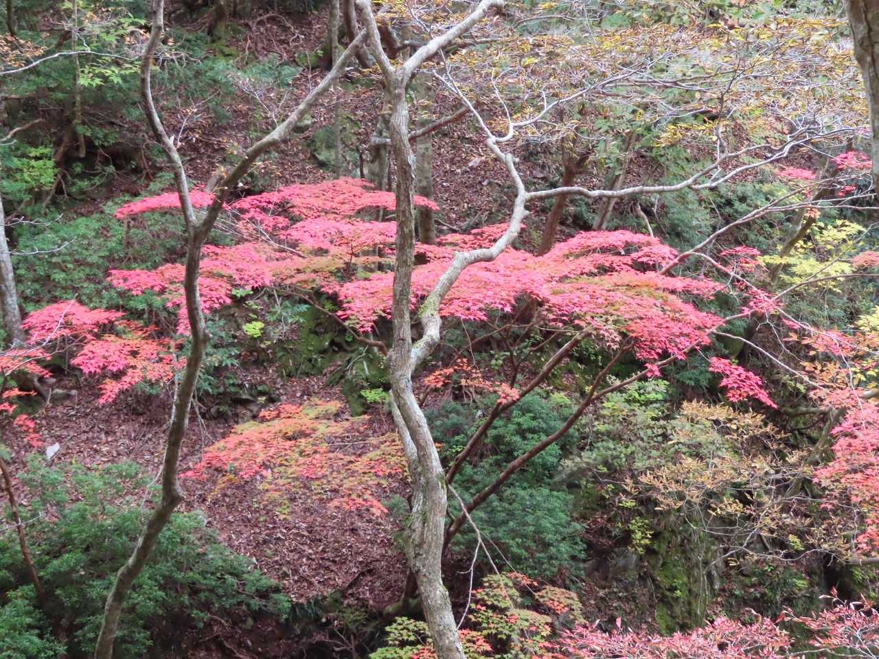所々で綺麗な紅葉❣️