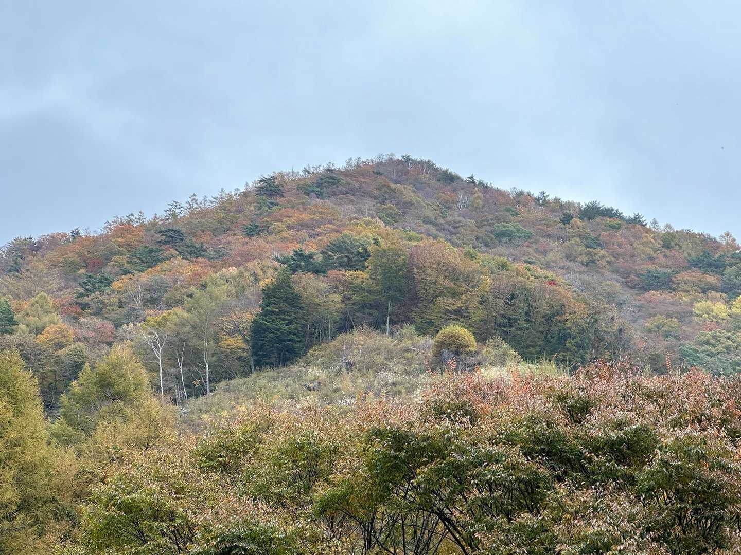 茅ヶ岳。カラフルな紅葉が綺麗にゃ〜。山頂まで見える。今なら眺めが良いはずにゃ…