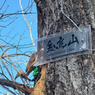 最初のピークハント、金鳥山。