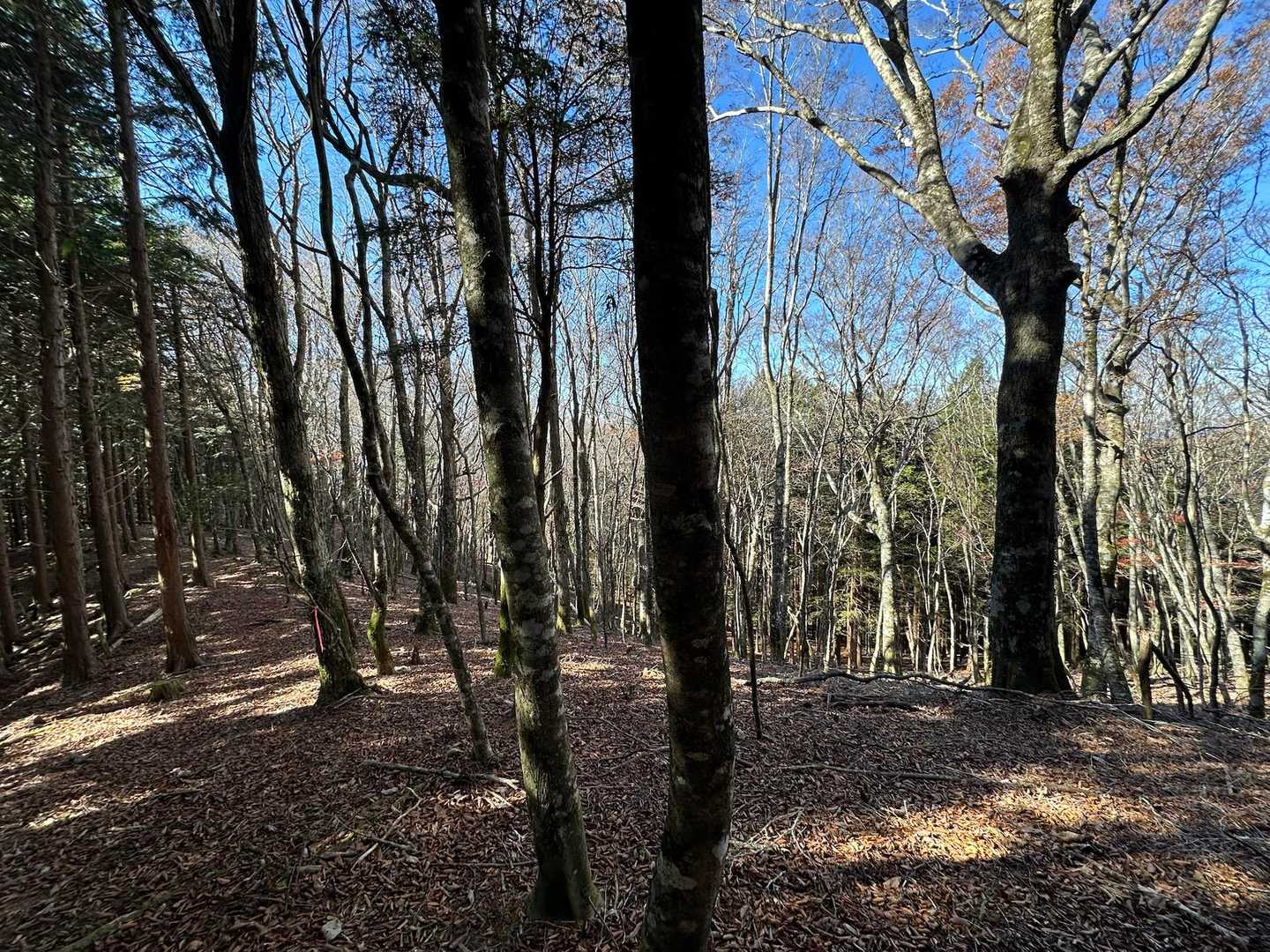 袖山岳山頂の様子