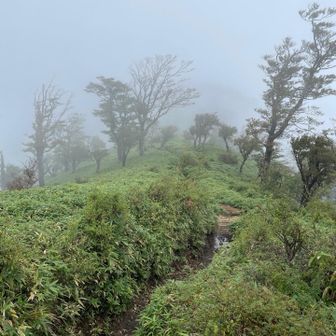 諦めて丹沢山目指す。　ワンチャン頭出て雲海見れないかな