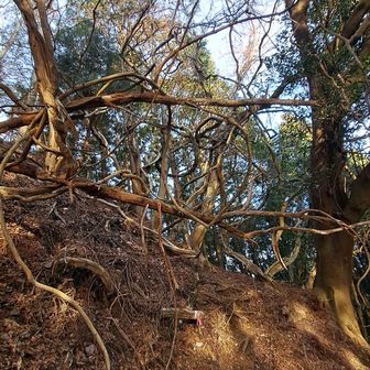 自然のオブジェ💫