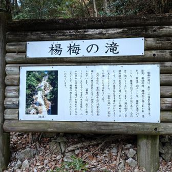 楊梅って、ヤマモモだったのか。
こんなに大きい木はないぞ。