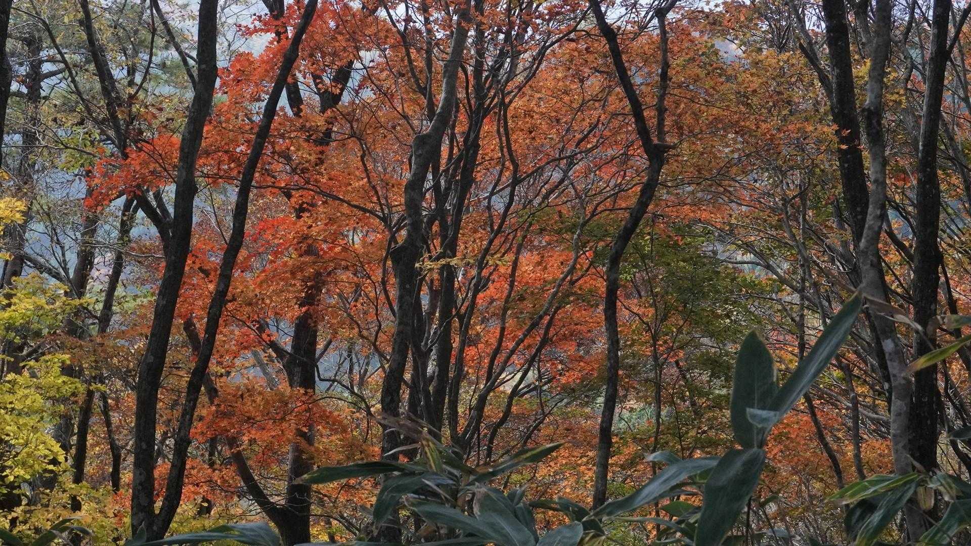 🍁