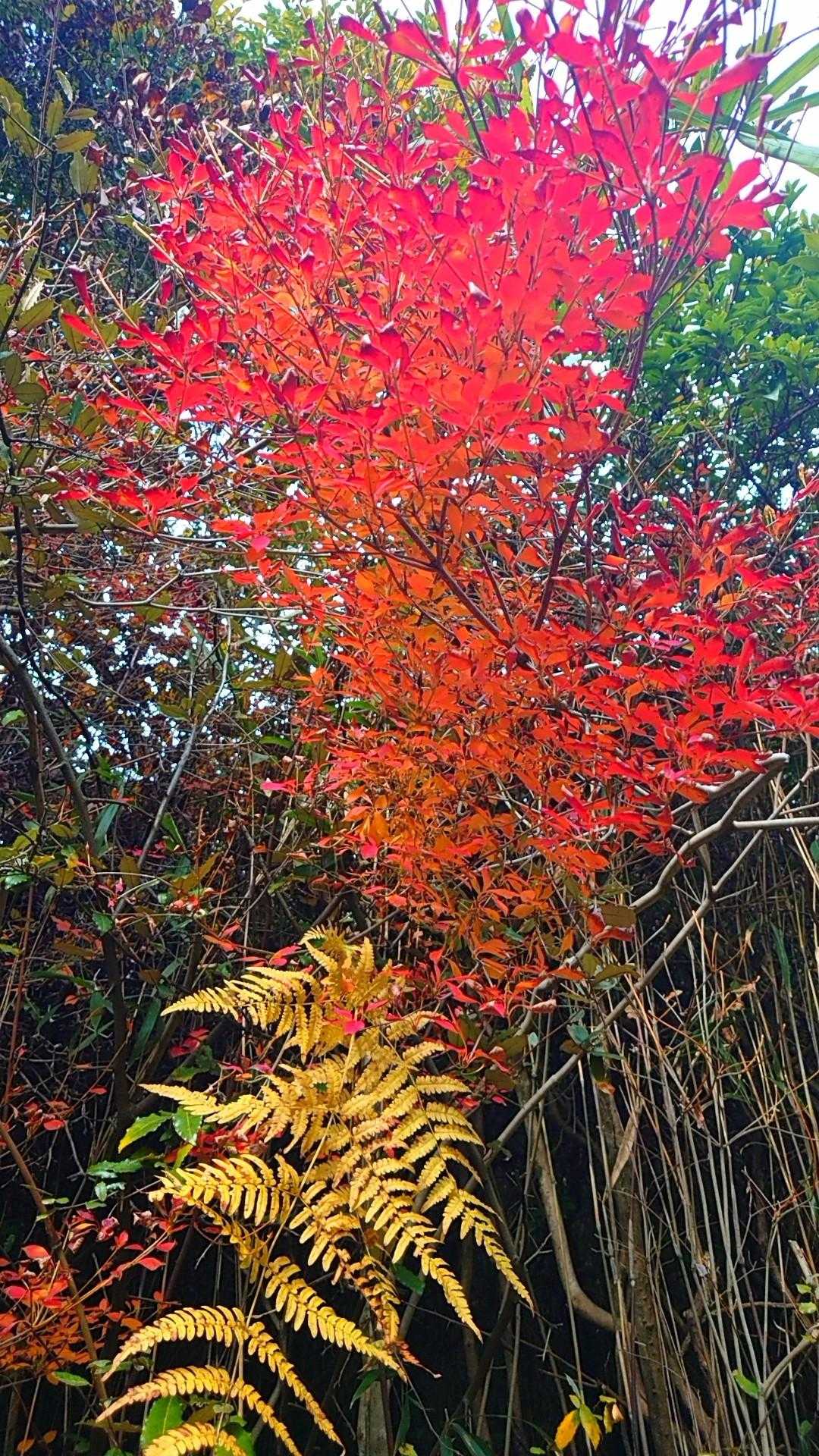 黄葉のシダを添えると紅葉の美しさを再発見