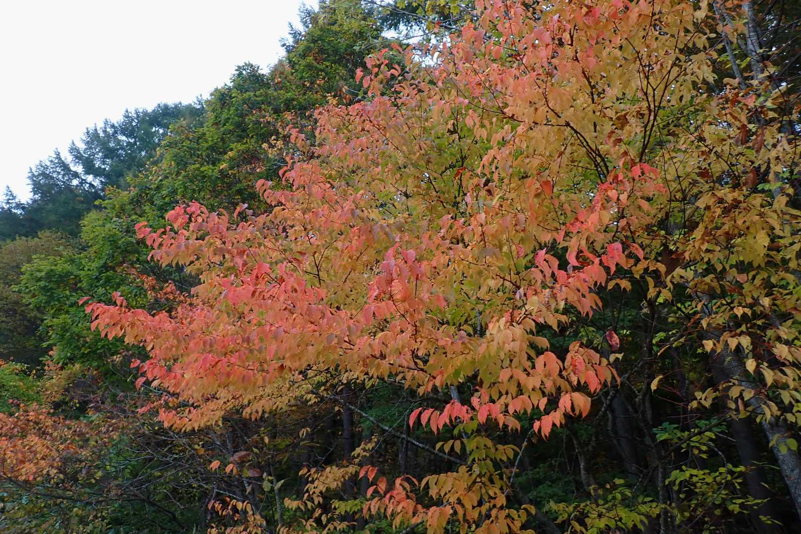 でも紅葉キレイ🍁