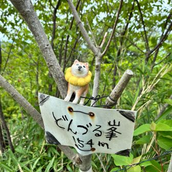 標高154m 屯鶴峯でございますー