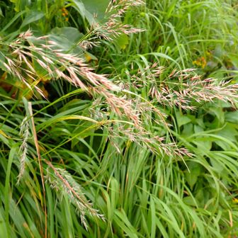 ノガリヤス属の中でも高山帯〜亜高山帯の湿り気のある草原に多く自生する、イワノガリヤス（岩野刈安）、またはその近縁種であるヒゲノガリヤス の可能性が極めて高いです。 

室堂周辺での特徴と見どころ
赤みを帯びた美しい穂: 夏から初秋（8月〜9月）にかけて、写真のように淡い赤紫色（ピンク色）を帯びたまばらな穂をたくさん広げます。
高山蝶との関係: 室堂周辺をひらひらと舞う黒っぽい高山蝶「クモマベニヒカゲ」の幼虫が好んで食べる食草でもあります。