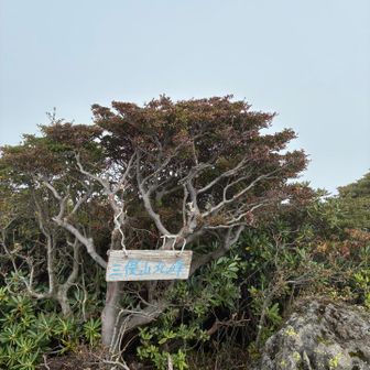 17サミッツ対象ではないが、そこにピークがあるから、、、