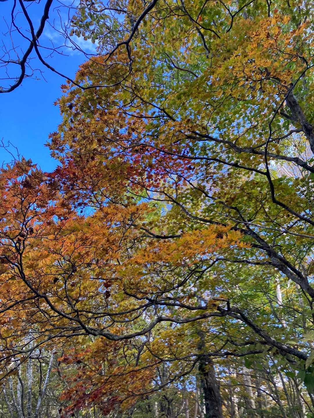 良きタイミングで来ました🍁