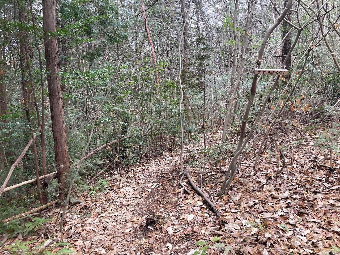 ➡️ザオリクで復活した登山道