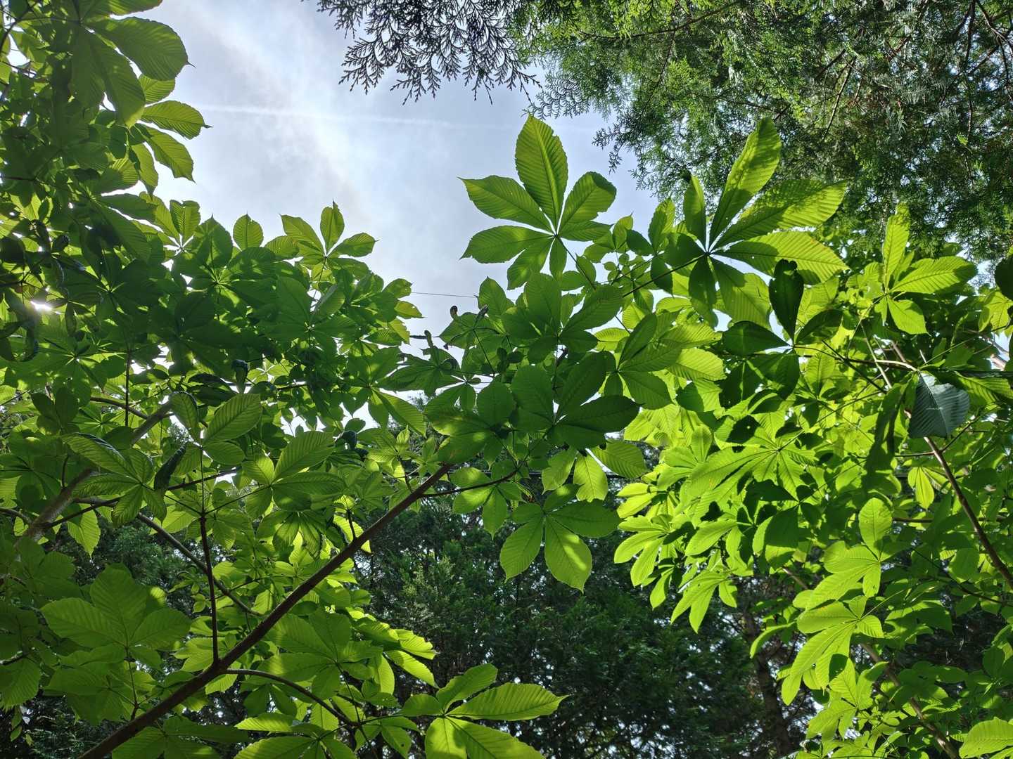 ホウノキの緑が綺麗💚💚💚

こんな調子でノロノロ歩きなので
相方殿も余裕です😁