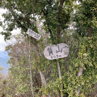 背山まで頑張りました