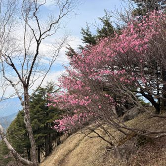 ツツジ🌺が見頃