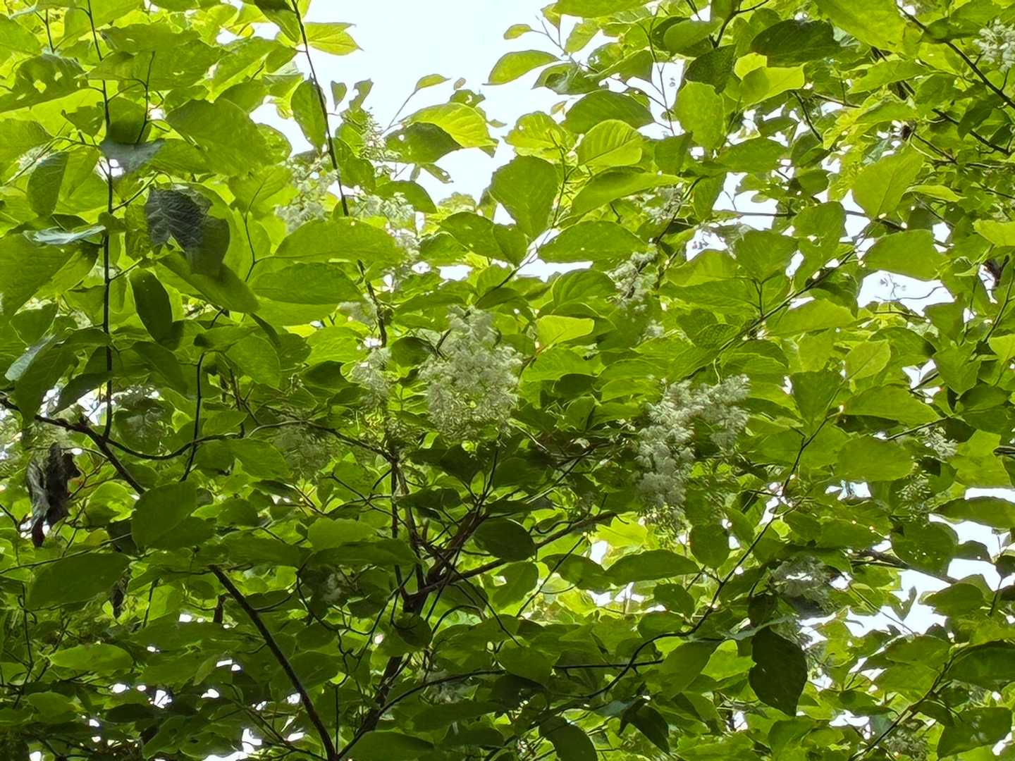 この木の花ですね　オオバアサガラ？