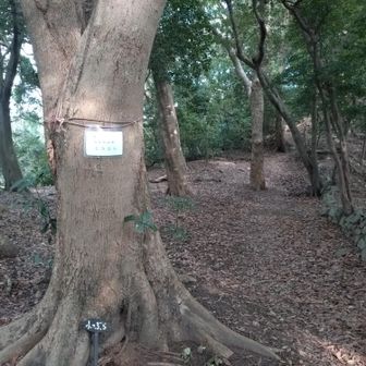 よっつめ、小つぶら。こぶらじゃないよ