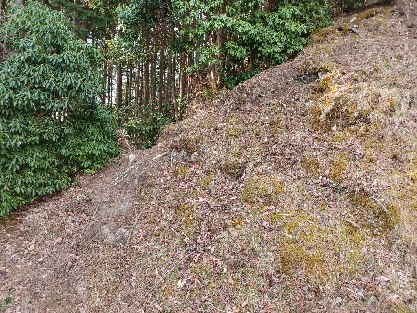 岩屋山 往復コースの写真