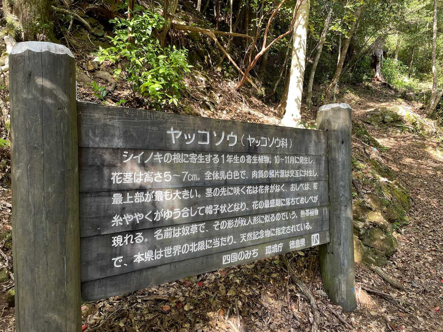 ヤッコソウ群生地-鈴ヶ峰 往復コースの写真