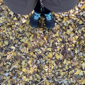 イチョウのじゅうたん