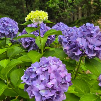 迫間不動の紫陽花が綺麗です😃