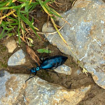 初めてみる虫　まるで巨大な輝くアリのようだった。　Google先生曰くツチハンミョウとのこと刺激を与えると関節から毒液をだす。少し触れただけでヤケドのようになるらしい。数匹集めると人間も殺せてしまうらしい😱昔　忍者🥷もこの虫を毒針や毒矢作りに使っていたそうな。
　撮影のみで触らなくてよかった😌