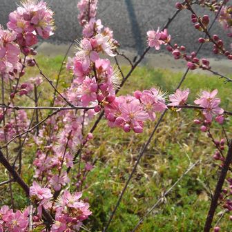 ピンク系、花桃？