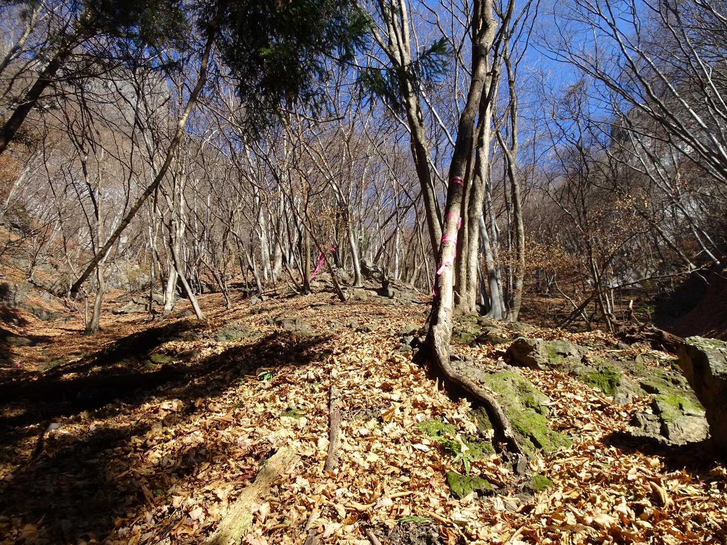 谷を歩いてきたけどここで尾根に取り付く。すごいところを直登するようにピンテが付いてて、なんとか登ったけど左から回り込む道があった…。回り道にもピンテ付いてます。