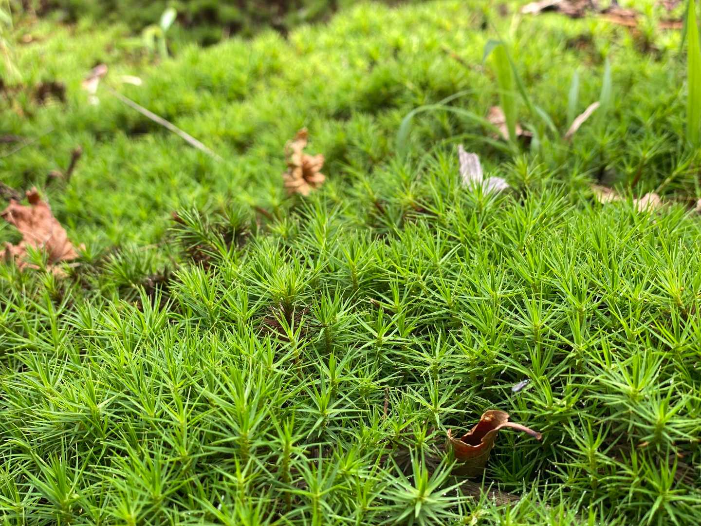 苔が広がる　大台ヶ原みたい　懐かしい　2年前のいい思い出。