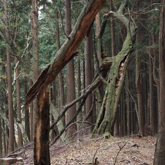 木が割れてる　雷かな…どうかな……