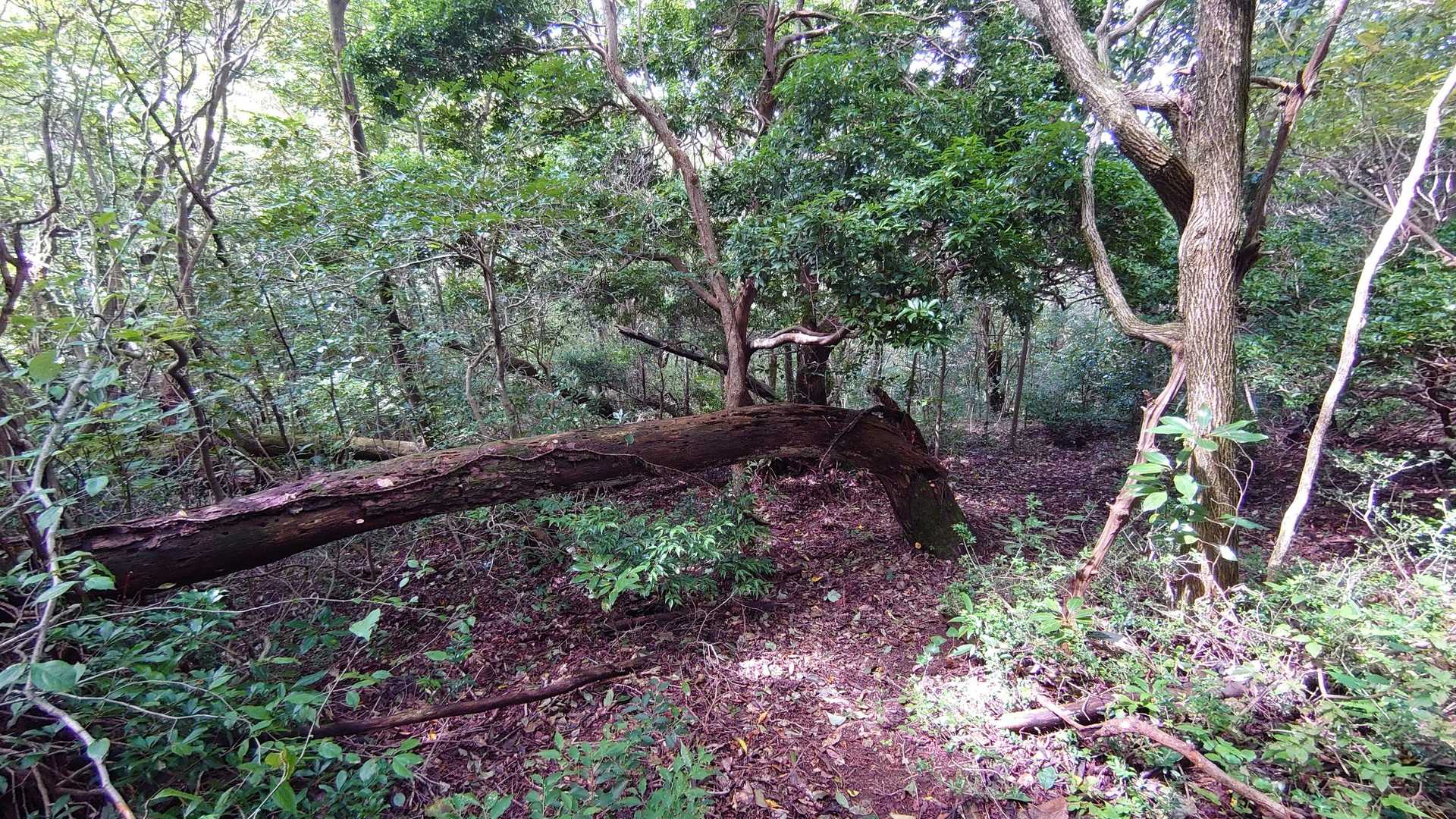 物見ヶ岳 往復コースの写真