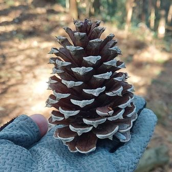 でっけー松ぼっくり。
ヨセミテで見たのは、もっともっとはるかにでかかったなあ。