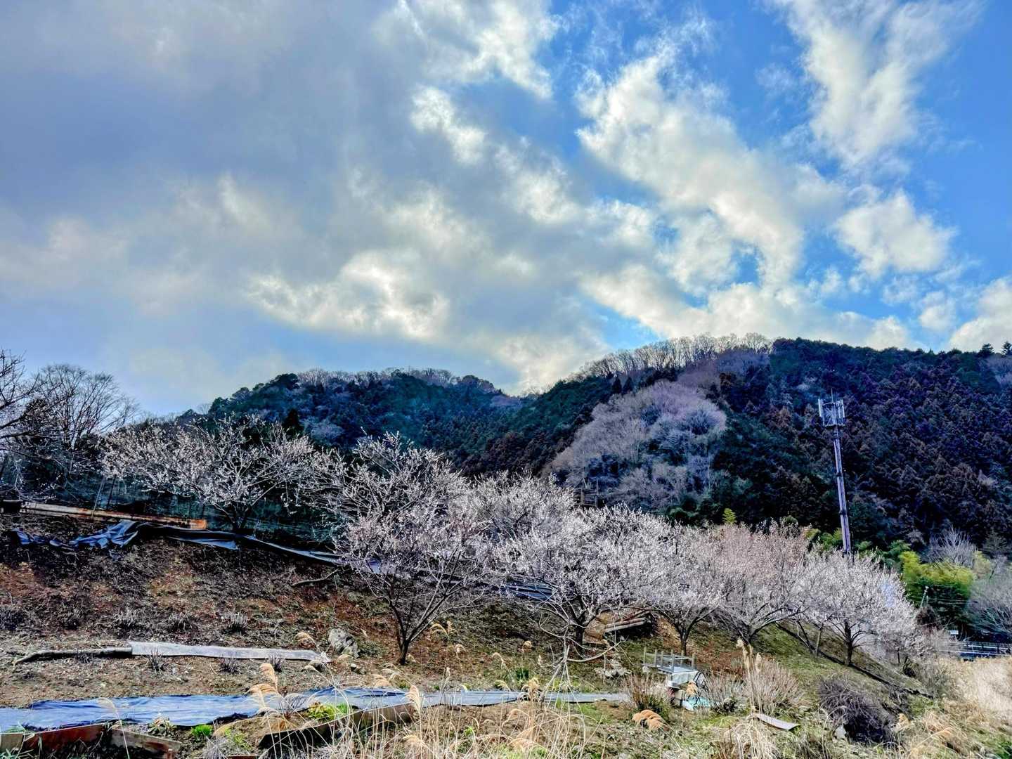 満開の梅が圧巻です。雲も格好良い。
