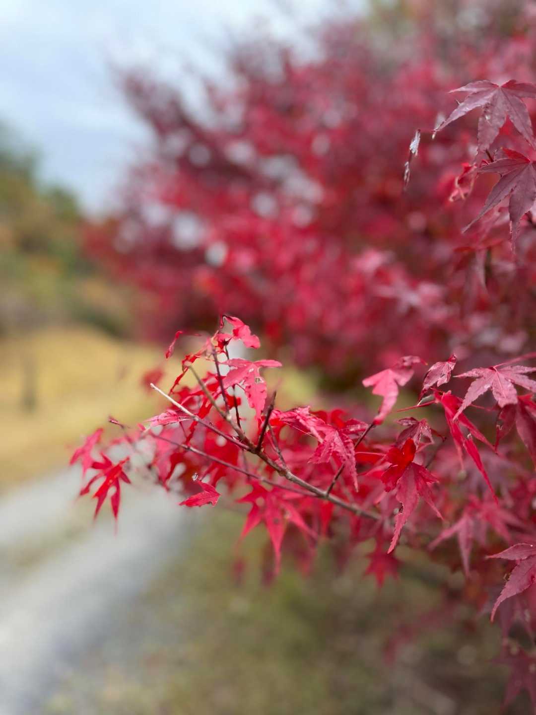 🍁