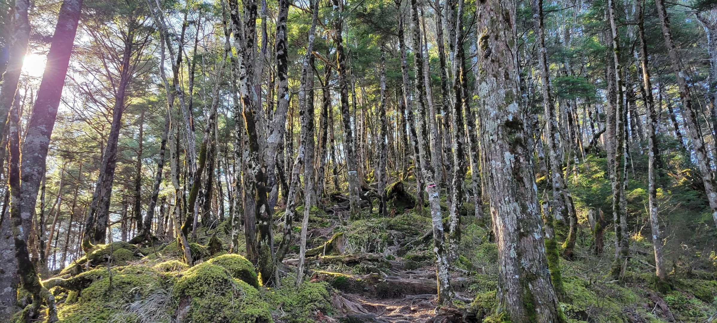 登山道も木漏れ日が気持ちいい✨