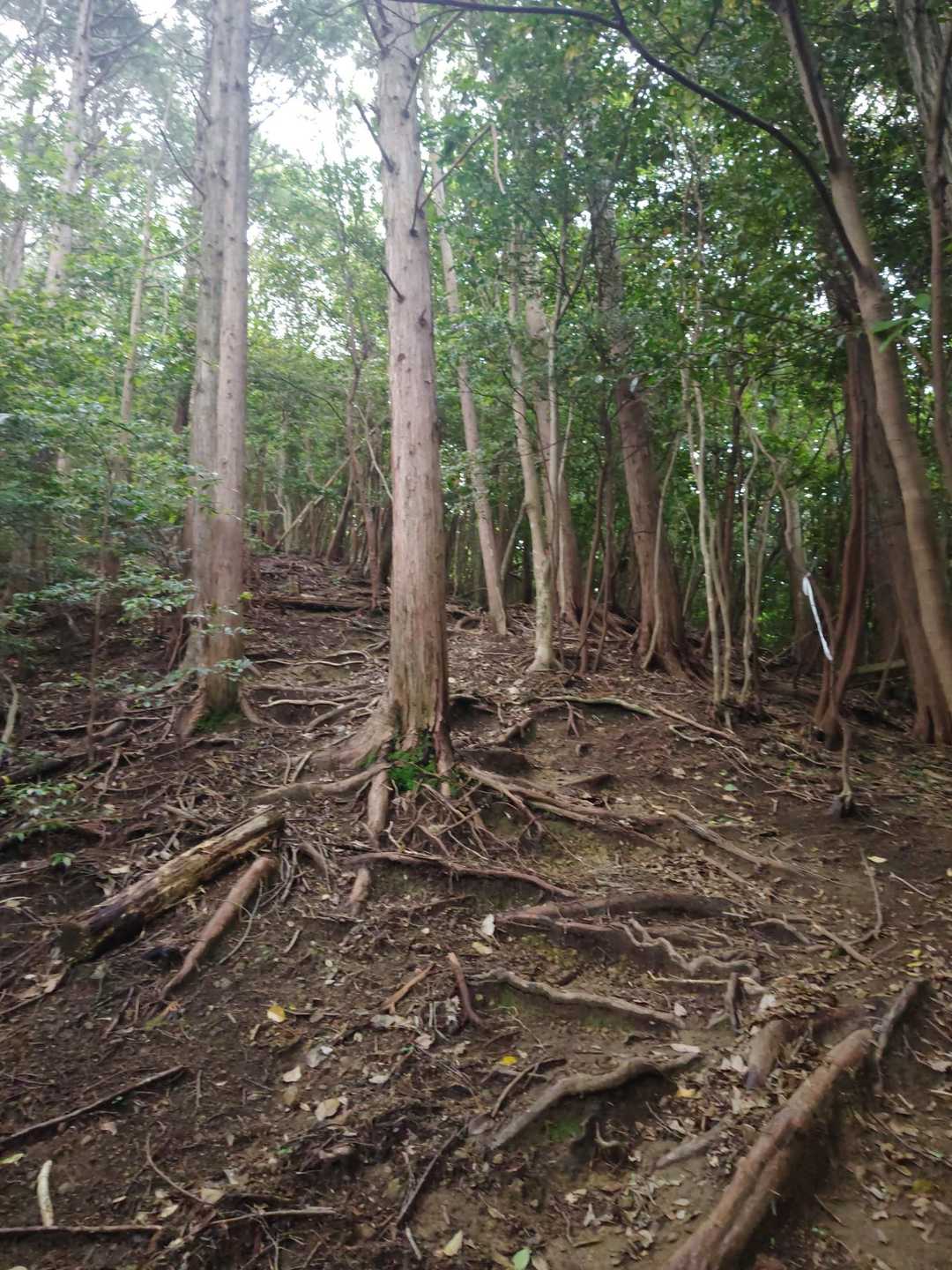 木の根がびっしり
