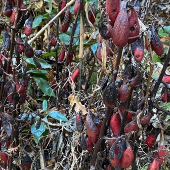 初めて見ましたがツチアケビというようです。