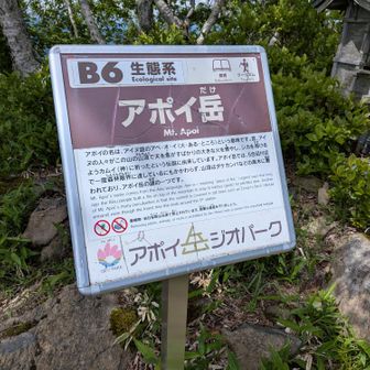 森林玄関を越えているのに頂上はダケカンバに覆われていてアポイ岳の謎の一つだそうです。