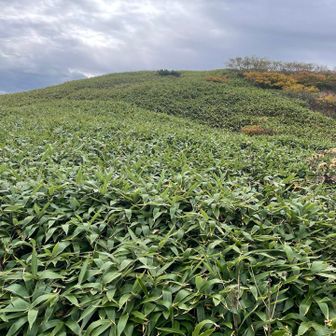 越前三ノ峰はあの上らしいけど、どこから行けばいいやら…