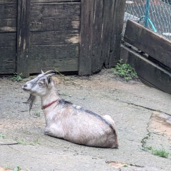 ロバさんは物思いに沈んでいて、こっちを向きませんでした👋

…ん？いや、ヤギさん？