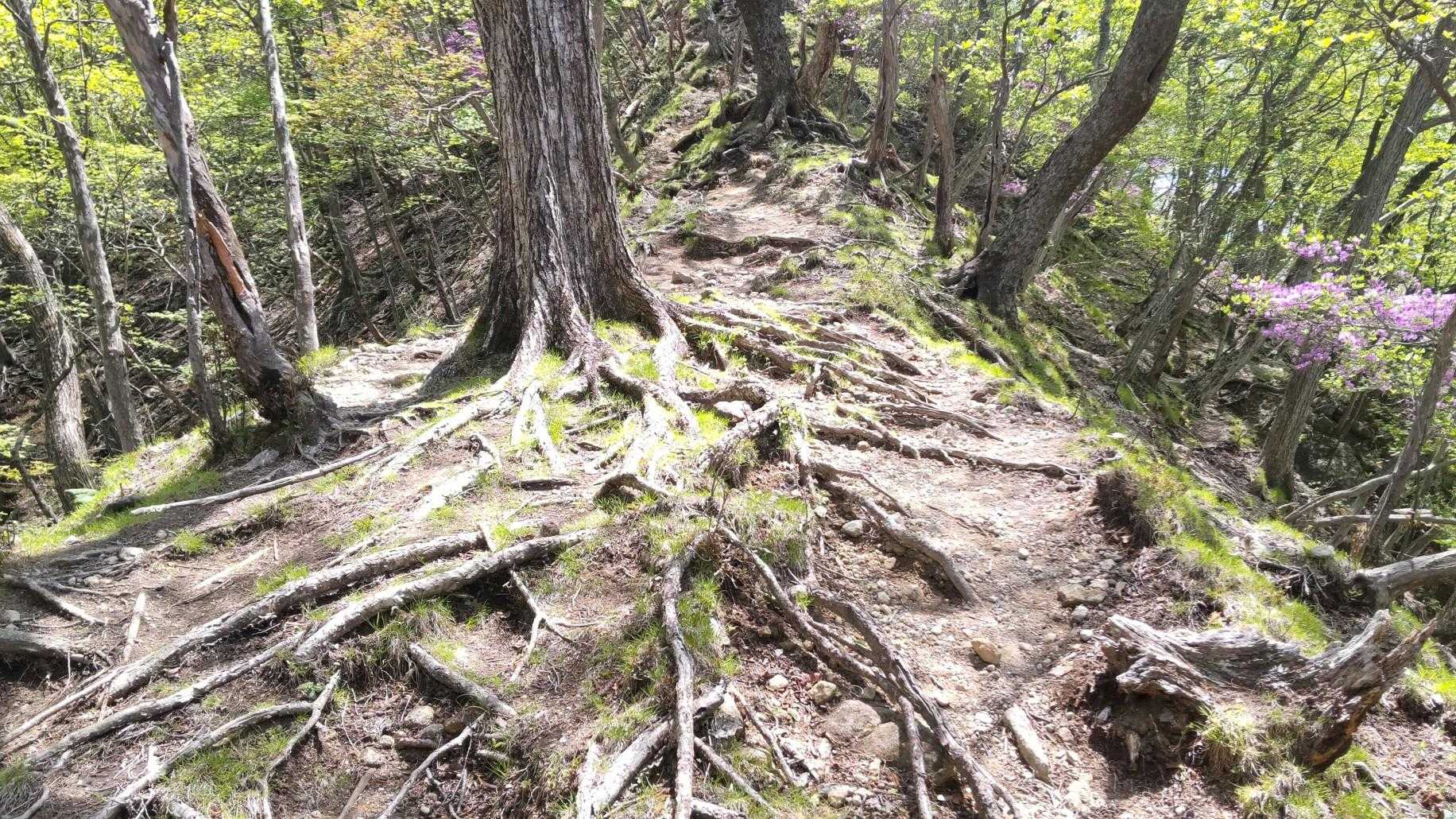 根っこ混じりのちょい急登始まります💦