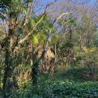 なんかやばいね🌳