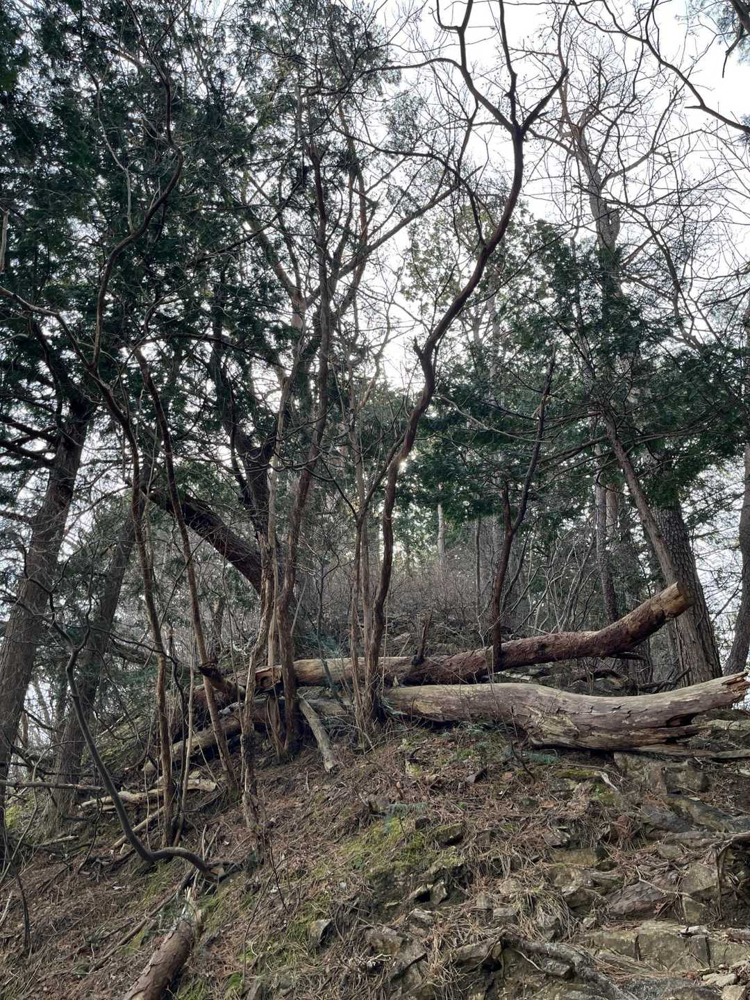 毘沙門山から北登山口へ向かいます。中々の急斜面