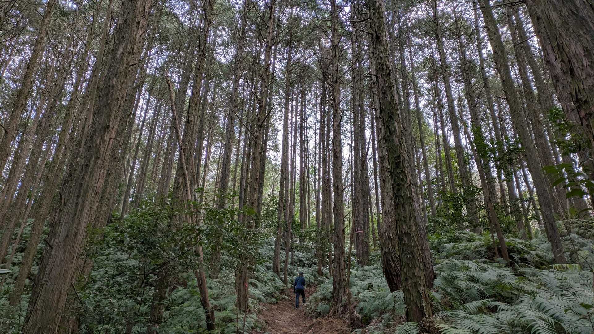 矢岳 往復コースの写真