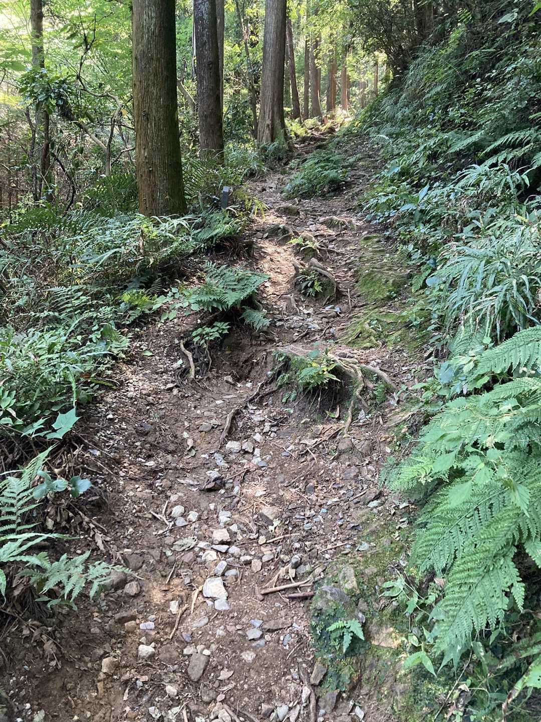 そこそこの登りです。