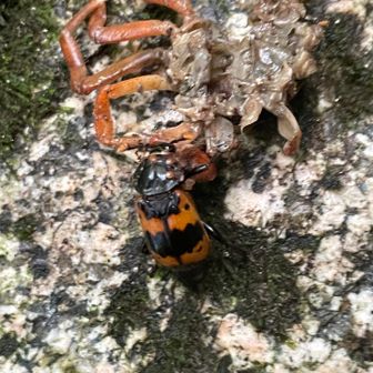 カニの死骸に虫？