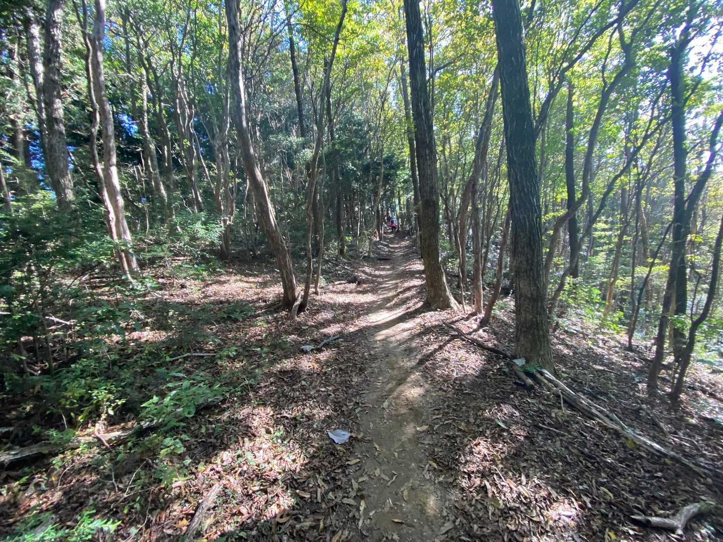 原生林の間は平坦なので軽やかに進みます