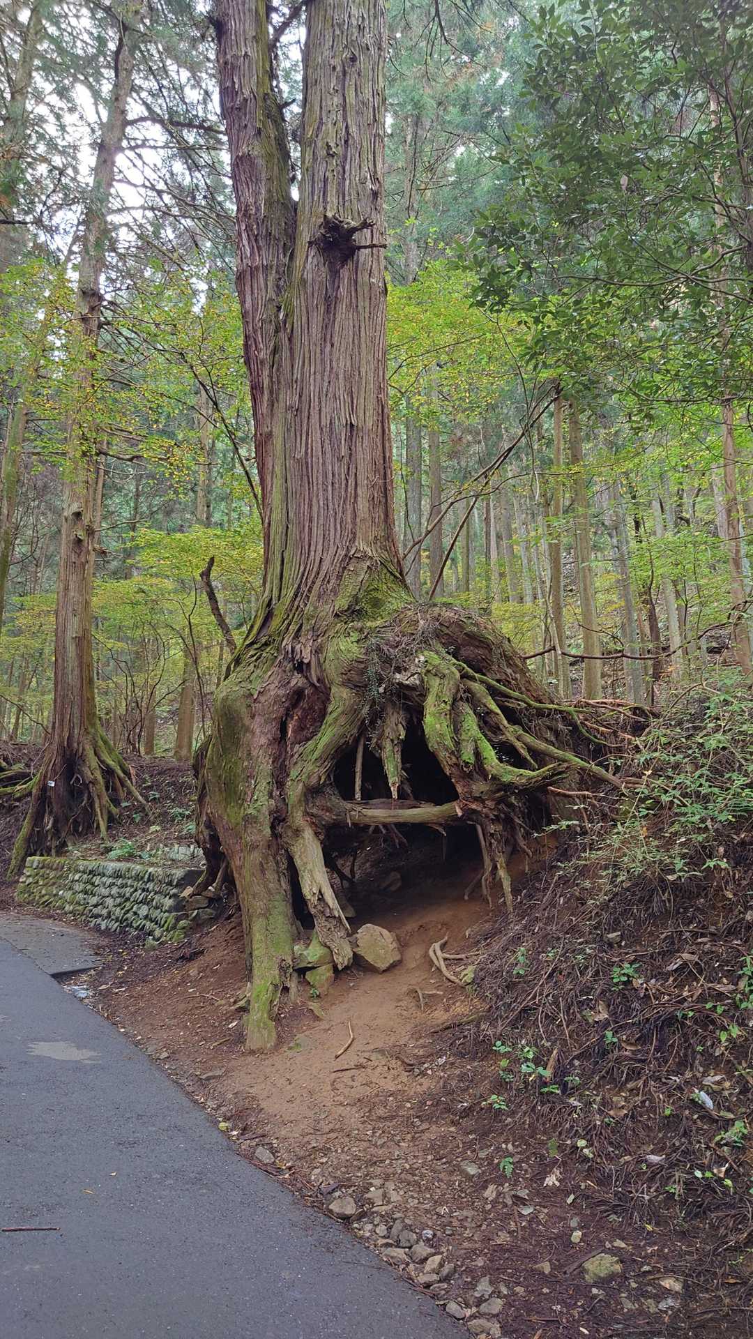 中に入れそう