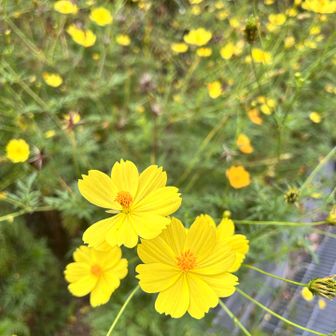黄色い花🌼に元気をいただきます