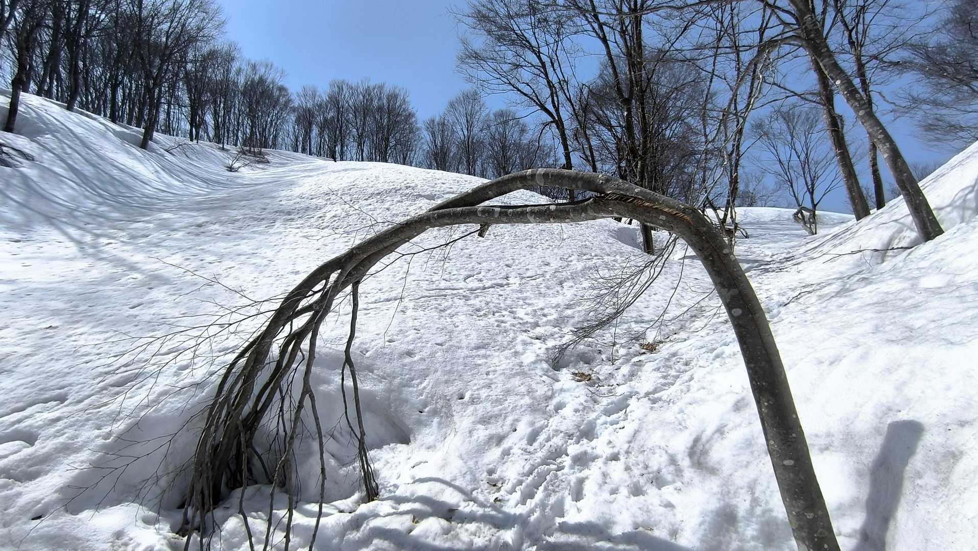 自然の力    幹の下をくぐる